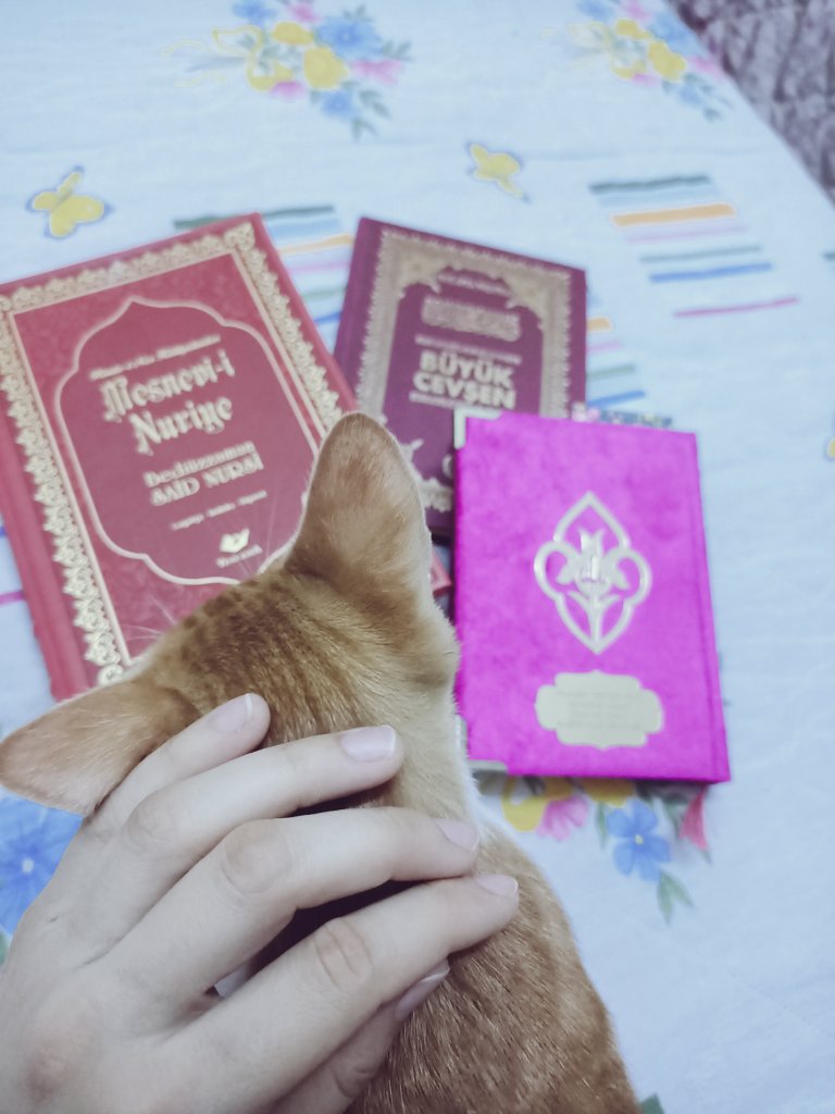 busranur05's tweet photo. Huzurun fotoğrafını çektim... 📚🐈🌺💕 https://t.co/mEwa3TN9Ej