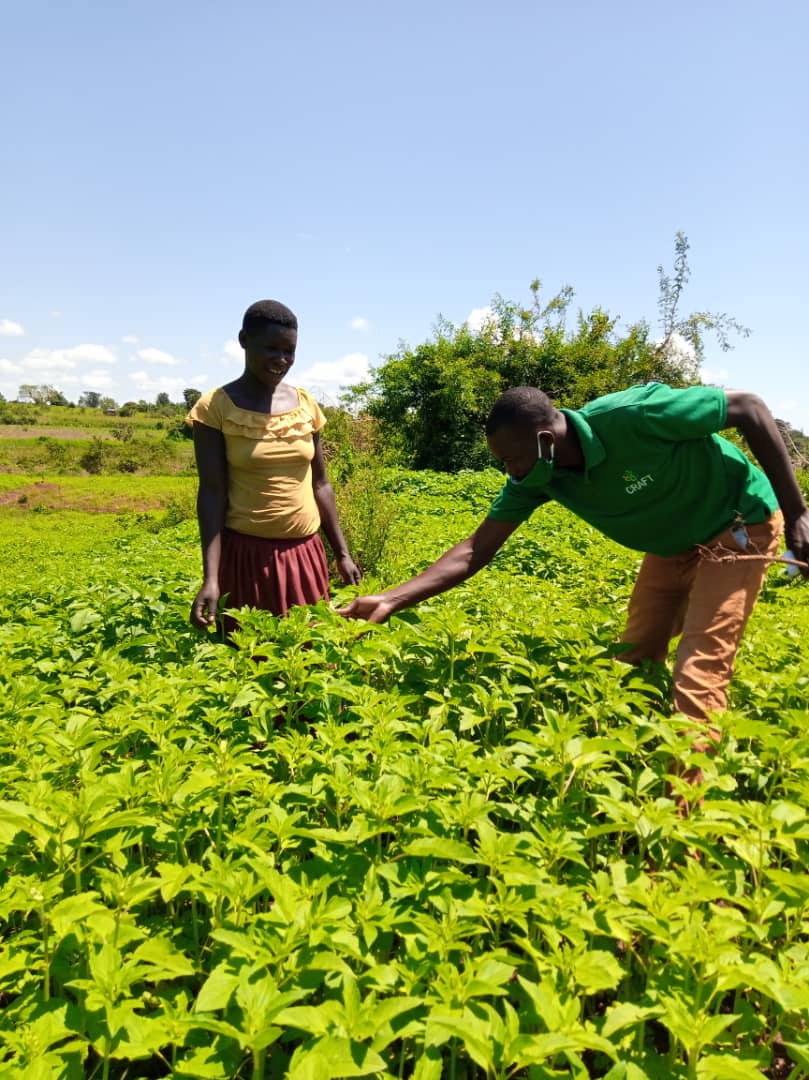 crafteastafrica's tweet photo. "I decided to grow seed because it pays better" #ResilientValueChains #WomenYouthInclusion @SNVworld @SNV_AGRI https://t.co/ztPcQxopMP