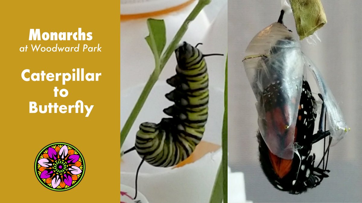 BosRoost's tweet photo. Catch Monarch Transformation Video - Caterpillar to Butterfly @TulsaGardenCtr and https://t.co/JZAhdrE107 this Saturday 10AM-2PM to plant milkweed! https://t.co/89YvBXpKl3 https://t.co/2SUuWrOdWp