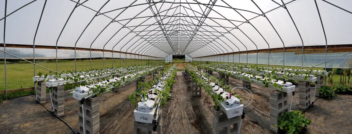MadsHorvat's tweet photo. My sea of 2,000 strawberries was planted this week thanks to the help of lab members and collaborators!

Photo 1: plants growing out in trays over the summer
Photo 2: after planting in our collaborators high tunnel tabletop system
Photo 3: my greenhouse project! https://t.co/9CLaXLIiZM