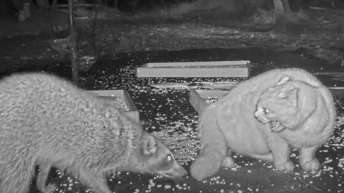 atcrittervision's tweet photo. From fussin' to feastin'. Just like the holidays with family! #crittervision #critters #feralcat #raccoon #trashpanda #feralkitty #cats https://t.co/BDkx67MUdT