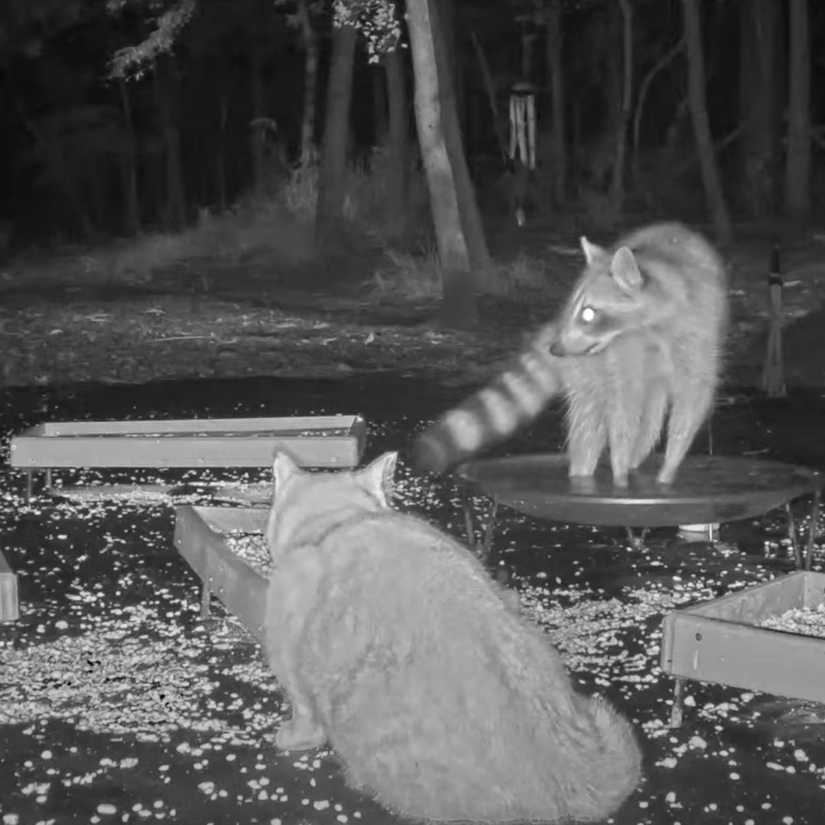 atcrittervision's tweet photo. From fussin' to feastin'. Just like the holidays with family! #crittervision #critters #feralcat #raccoon #trashpanda #feralkitty #cats https://t.co/BDkx67MUdT