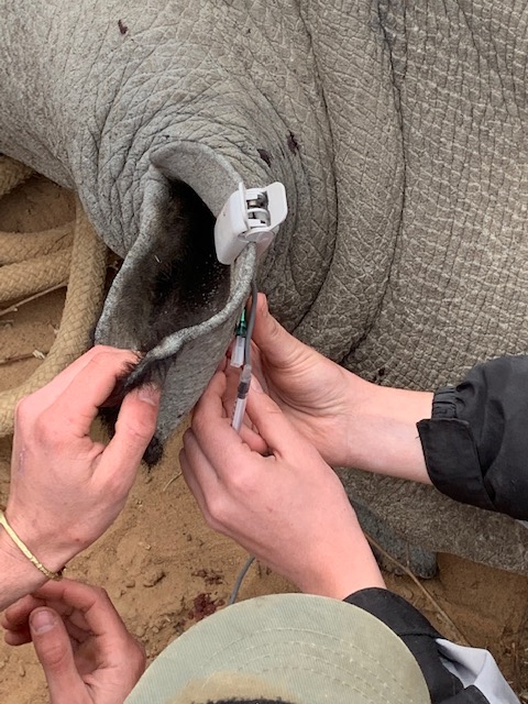 SeanKritzinger's tweet photo. Marataba conservation camps launched last week. They have turned the safari and conservation experience upside down - you can now experience all the behind the scenes action with the Vets, conservation managers and rangers! 

Contact us for more details!  

#conservationsafari https://t.co/tTDtbJnEwd