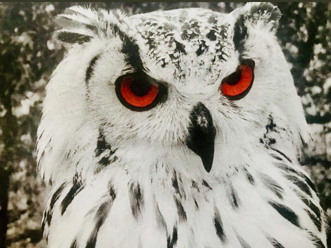 bluehighlandsr1's tweet photo. Seriously?
#bluehighlands #owl #brora https://t.co/Col6bOJ0ox