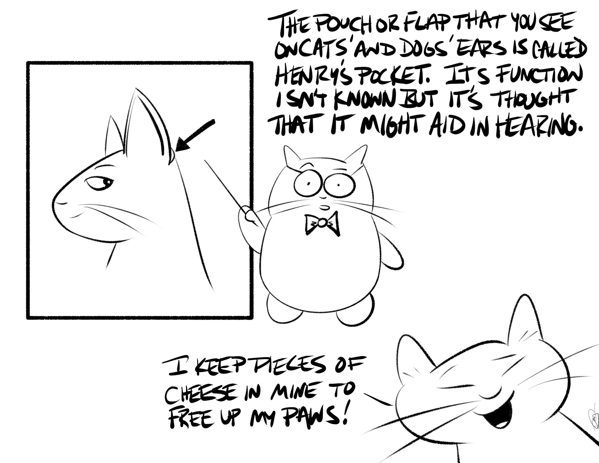 Why Do Dogs Have A Henrys Pocket