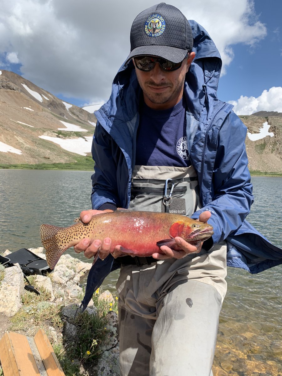Cpw Ne Region On Twitter The Fish Are Stocked When They Are 1 1 4 Inches Long It Will Take 1 5 2 Years Before They Grow To 10 Inches In These Alpine Lakes This
