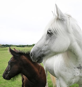 MoredunComms's tweet photo. VACANCY for a Research Fellow, an exciting new role has been created for a three-year research scientist to develop new thinking and adopt multi-disciplinary approaches to progress research into Equine Grass Sickness (EGS) @GrassSickness #equineresearch
https://t.co/syS0wcfl5R https://t.co/KOSaMyt1ti
