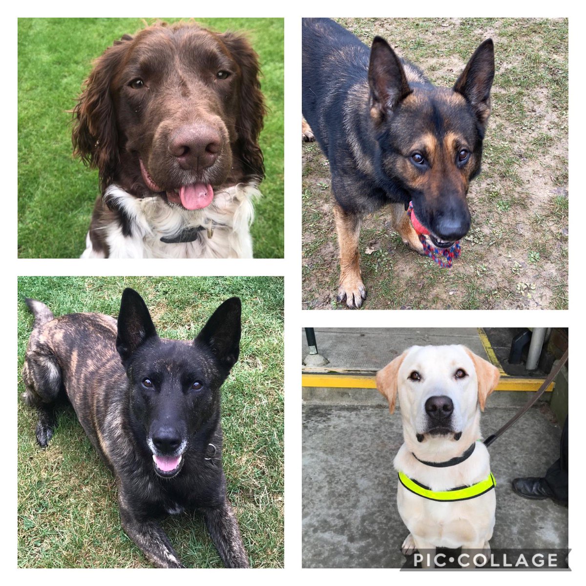 CityPoliceDogs's tweet photo. Busy few days for PDโs Jake, Max, Elvis & Lester! Working with our specialist teams in COLP & Met stopping those who think they can evade us? @CityPolice @MPSRTPC #PDJake #PDMax #PDElvis #PDLester #Teamwork https://t.co/tjKYqQk2JB