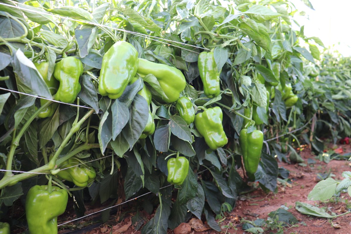 New pictures of Auristo, our hybrid sweet pepper! Auristo is a large, smooth Lamuyo type with vigorous plant and extremely good fruit setting. This is an early variety, allowing growers to be first on the market for green or red harvest at maturity.