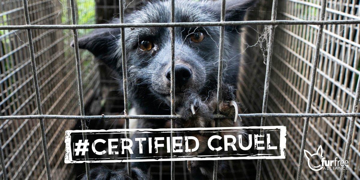 animal_leaks's tweet photo. Breaking Sept 18!!! 🎉🐾

POLAND JUST BANNED FUR!!!
POLAND JUST BANNED FUR!!!
POLAND JUST BANNED FUR!!!

One of the largest fur producing countries ends fur within 1 year!!!!! 🥳🥳🥳

https://t.co/KYM7LBt22P https://t.co/94kzO8W46P
