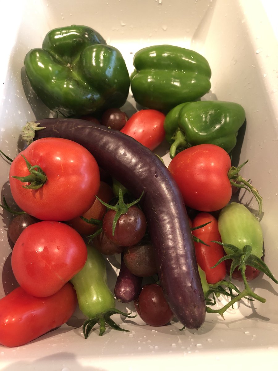 JSamuda's tweet photo. Mother Nature just won’t quit! On the other hand, check out my carrots and onions next to a house key for scale. 🧐 #greatharvest #mothernature #tinycarrots #tinycarrotsofinstagram https://t.co/IUT35sg9aY