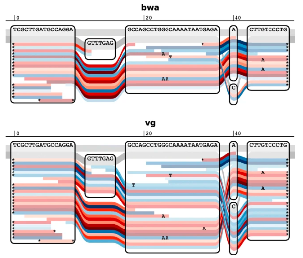 GenomeBiology's tweet photo. Aligning reads from ancient DNA to sequence variation graphs using vg removes reference bias and improves variant detection sensitivity (especially indels) relative to linear alignment with BWA. From @ruidlpm, @erikgarrison, @richard_durbin and co  https://t.co/iHingU20zA https://t.co/ntnK0zotRI