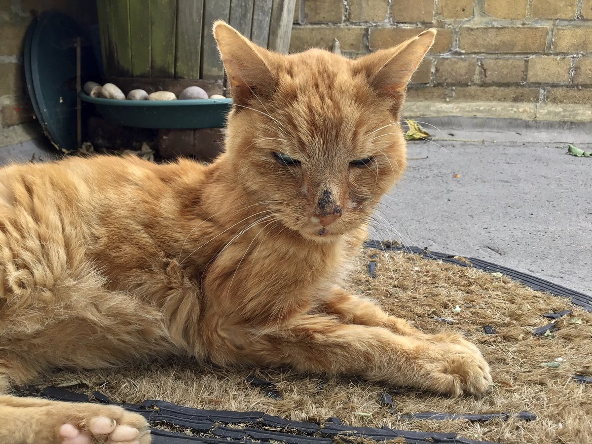 skylark22BHC1's tweet photo. The last time Barley ventured outside. 29.08.20. #ripbarley #missingyoumate #mygingercat #lovecats #CatsOfTwitter #CatsOnTwitter https://t.co/OEvyKGRk4L
