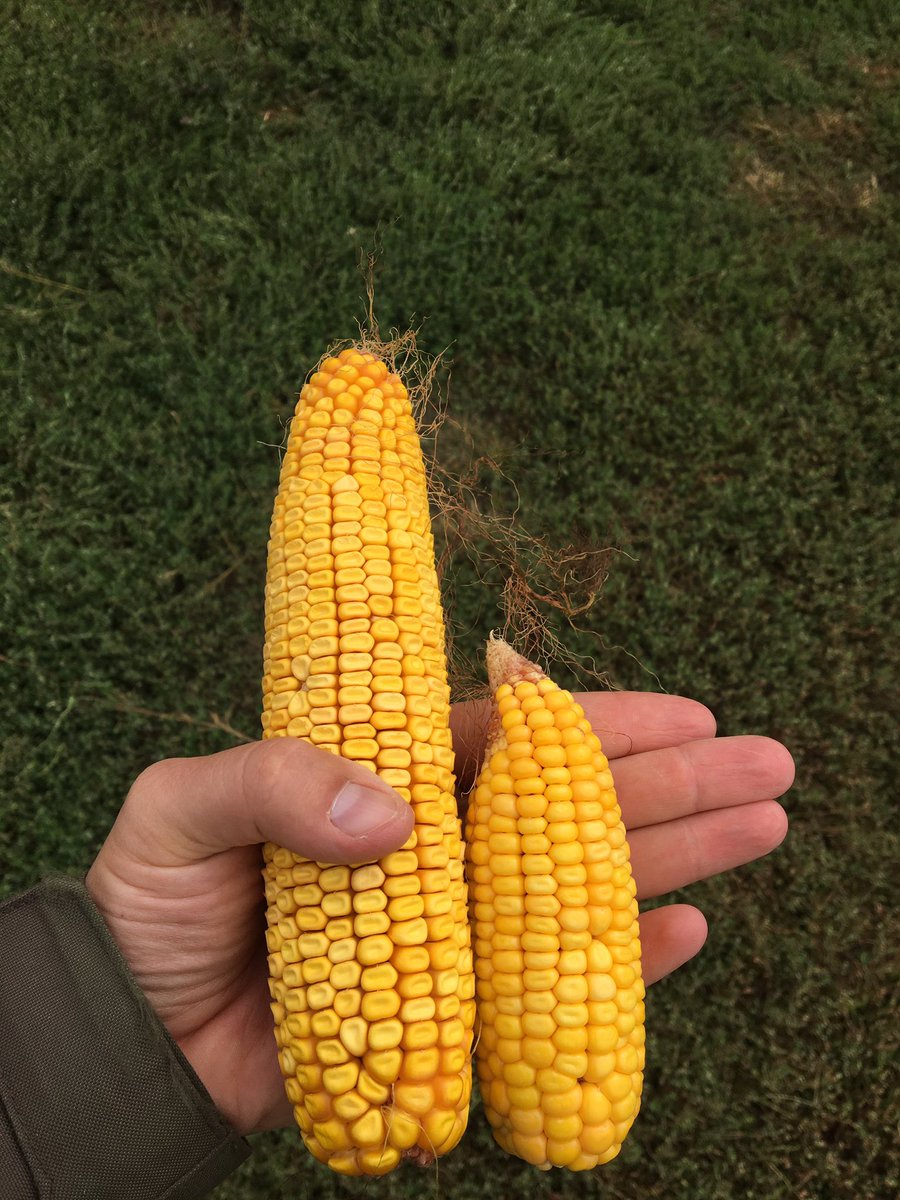 Corn field on the left was sprayed when weeds were 2” tall. Corn on right sprayed at 10”. Pulled an ear from both sides. I will let the ears do the talking.. #readthelabel #spray20 #weedbank21