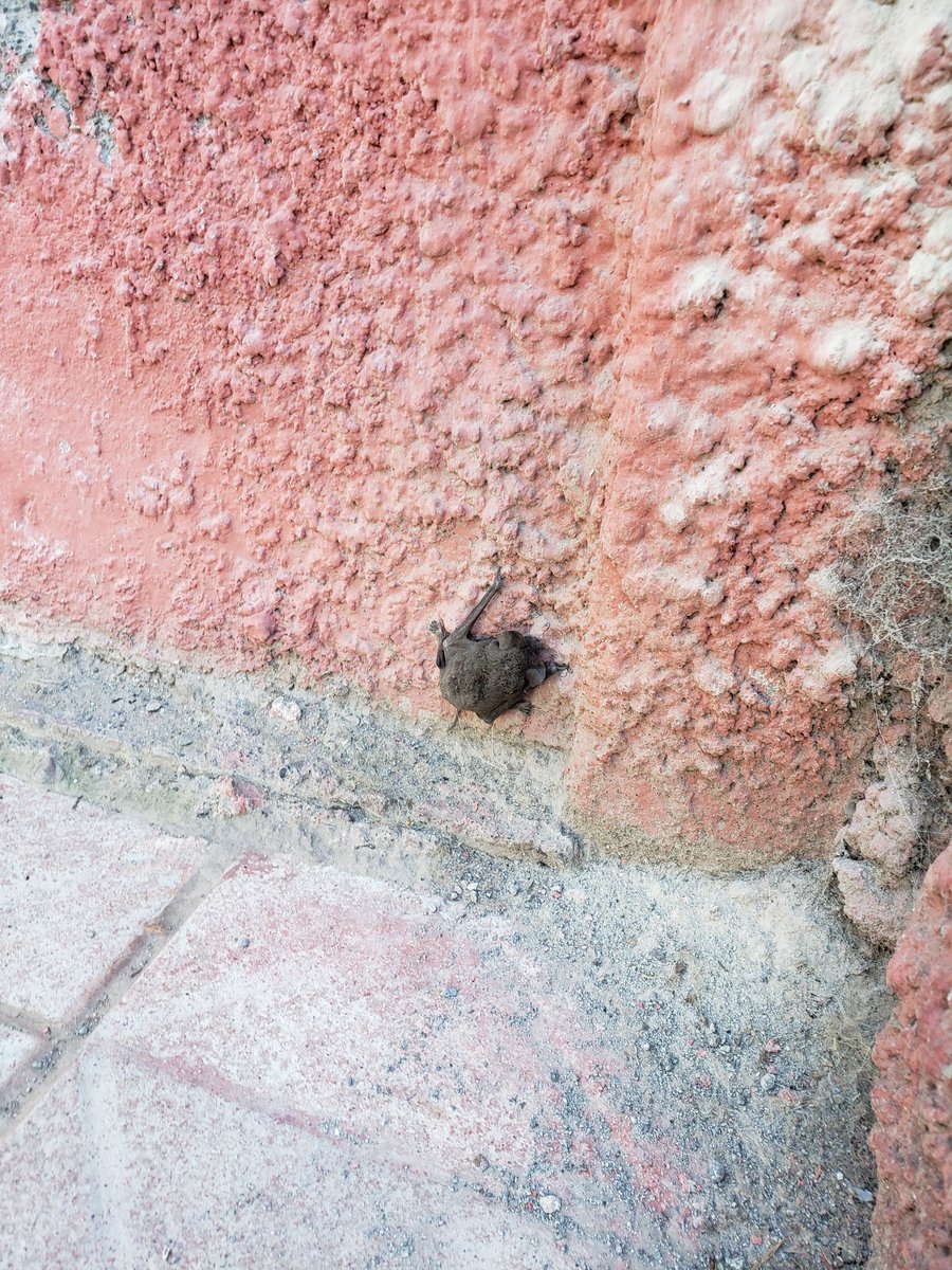 msabaj's tweet photo. @SaludSsrv acabo de encontrar un murcielago vivo a plena luz del dia en el patio de mi casa. Que debo hacer? https://t.co/lzAlPXUzNz