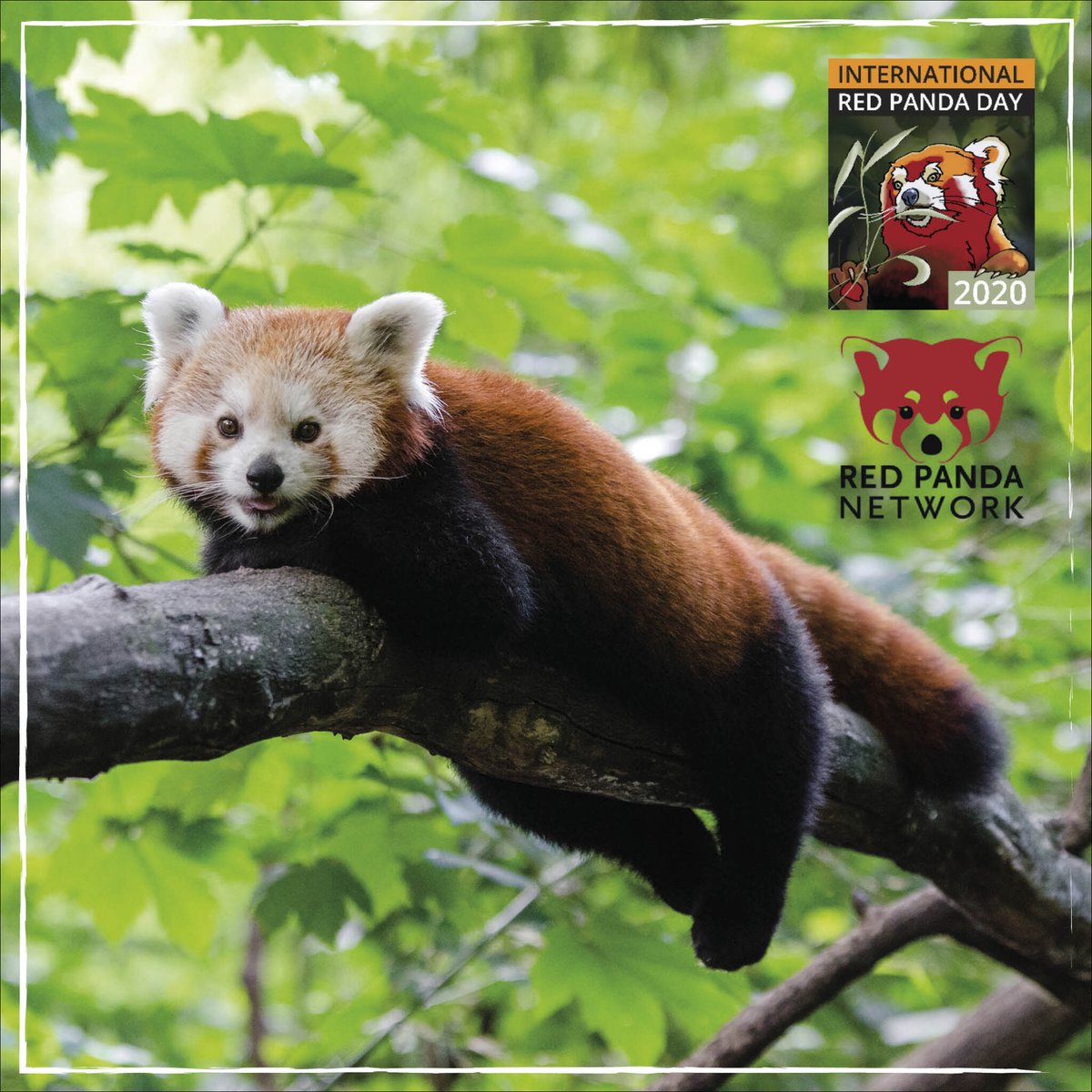 Small things can make a big impact!

Help @RedPandaNetwork restore red panda habitats in #Nepal by creating a wildlife corridor in the #Himalayas with #PlantAHome's goal of 50,000 trees for them & join us to #SaveTheRedPanda! 🐾

givebutter.com/IRPD2020/crist…

#IRPD2020 via @givebutter