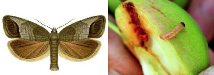 sieclevert's tweet image. #Portraitderavageur - Qui suis-je ?
Petit papillon brun dont la larve, aussi appelée ver de la pomme, très vorace, dévore les 🍎 et 🍐 causant leur chute et des pertes importantes pour l’#agriculteur Qui suis-je ? Le carpocapse
#protégeonslescultures #ceuxquiprotègentlescultures