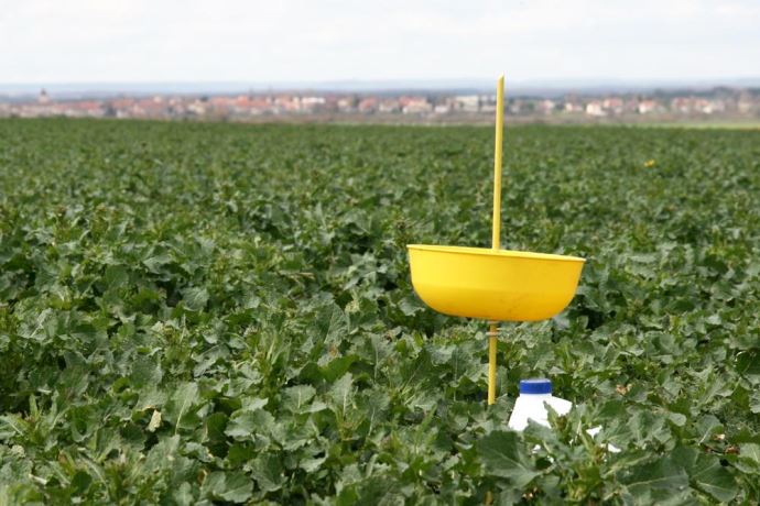 sieclevert's tweet image. C’est rond et jaune : la cuvette, piège incontournable pour détecter l'arrivée des ravageurs du #colza