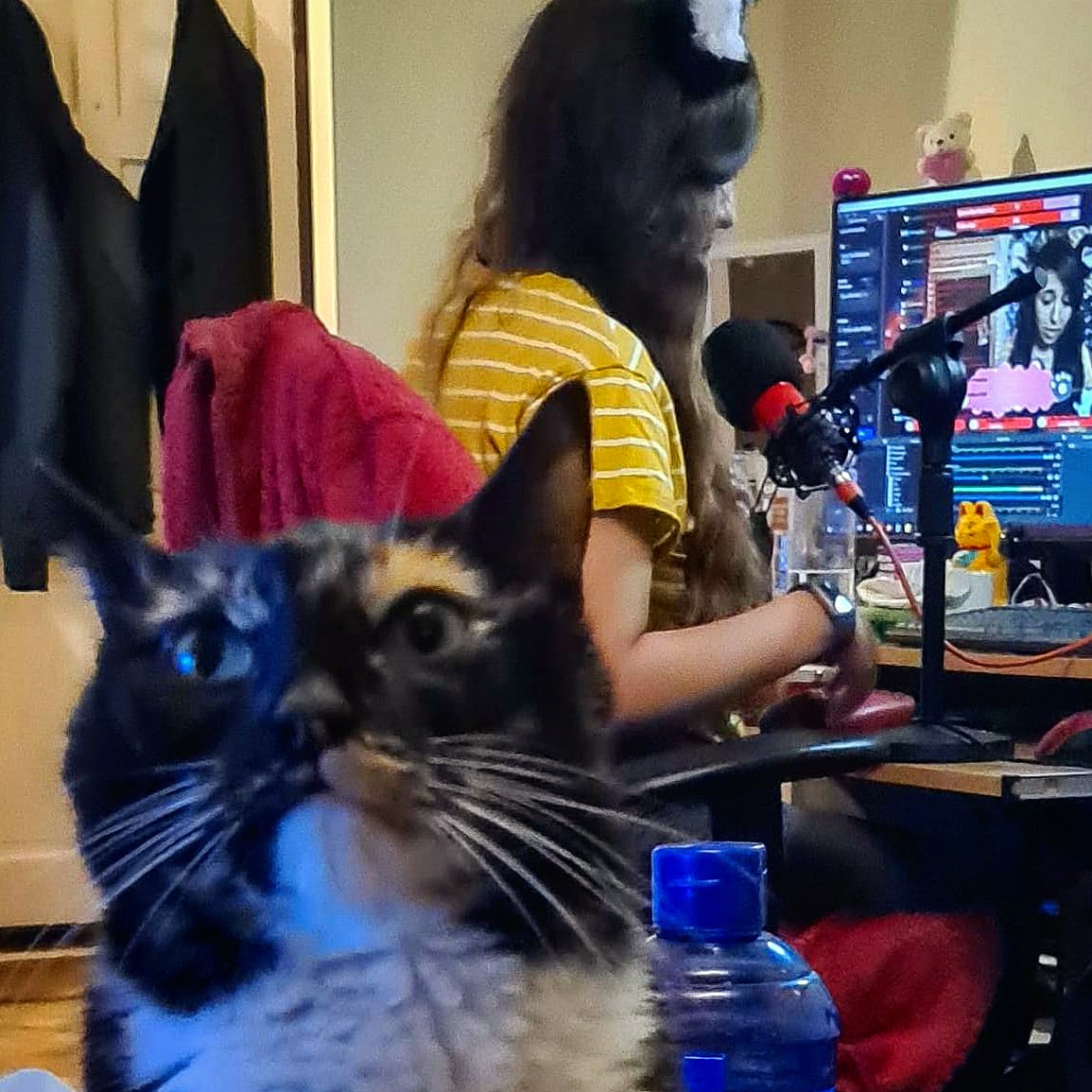 FluffySpaceCat's tweet photo. Mia's hungry face when I'm streaming ๐น
#Miathecat #FluffySpaceCat #cat #cats #catlover #catenthusiast #catsofinstagram #CatsOfTwitter #CatsOnTwitter #gatos #naughtytortie #tortie #happyfriday #friday #streamergirl #streaming #hungrycat #hungryface #hungry #fatty #fatcat https://t.co/sDrSI1WPbk