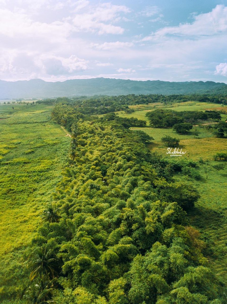 Happy World Bamboo Day Jamaica! 

Here’s a photo captured by Sheldon Levene of the captivating Holland Bamboo in St. Elizabeth, Jamaica. 

🇯🇲 Facts about Holland Bamboo: