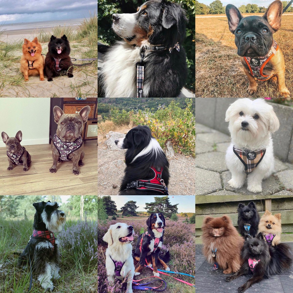 Our Frenkiez crew!❤️ Wanna be part of it? 🐾 Shop Frenkiez at ceesencoosshop.nl/merken-brands/…