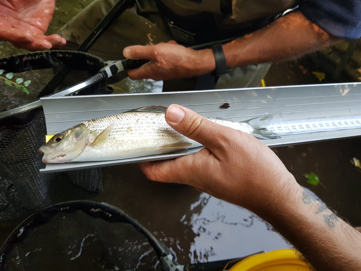 #Electrofishing on the Chitterne Brook this morning, a trib of the #RiverWylye. Lots of Brown Trout (up to ~29cm), Bullhead and Minnow, a few Lamprey, one Stone Loach and one stunning #Grayling. You can just about see the red tint on its dorsal fin in 2nd pic 🐟 #FieldworkFriday