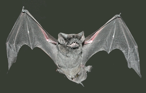 AnimBehSociety's tweet photo. Different as night and day: wild bats modify echolocation in complex environments when visual cues are present

Study in #Animal #Behaviour by @_katemcgowan &amp; @ProfLKloepper: https://t.co/Bi0lfrkxK7

#mammals #mammalogy @NDBios #AnimalBehaviour https://t.co/KXWZYYKTtx