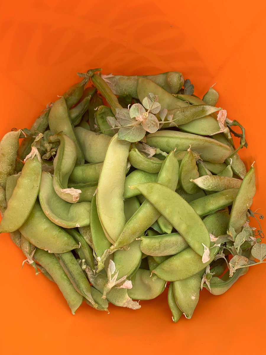 tcdixon3's tweet photo. Harvest time at @MSschoolCBE. We dug up a third of our potatoes and plucked all of our peas. Pumpkins still need a bit more time on the vine.

#WeAreCBE #ABed #harvest #MSS https://t.co/H4BWTdJR23