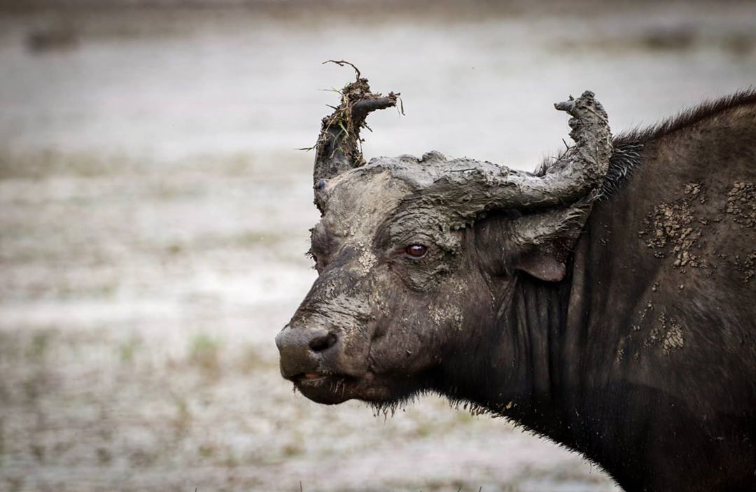 With recent times being so stressful, a mud bath seems to make things feel a lot better. 

Photo: @laurenswildlifephotography #buffalo #big5 #wildlifephotography #conservation #nambitiprivategamereserve #iamtourism #southafricaistravelready