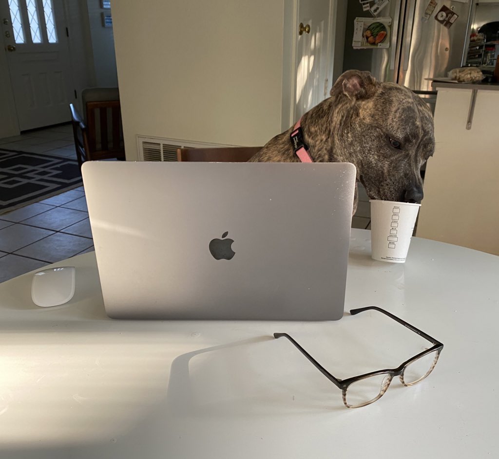 pullrequestcom's tweet image. Here is Sunshine! Coffee and coding for her this morning #ProgrammerPetsFriday #WorkingDog