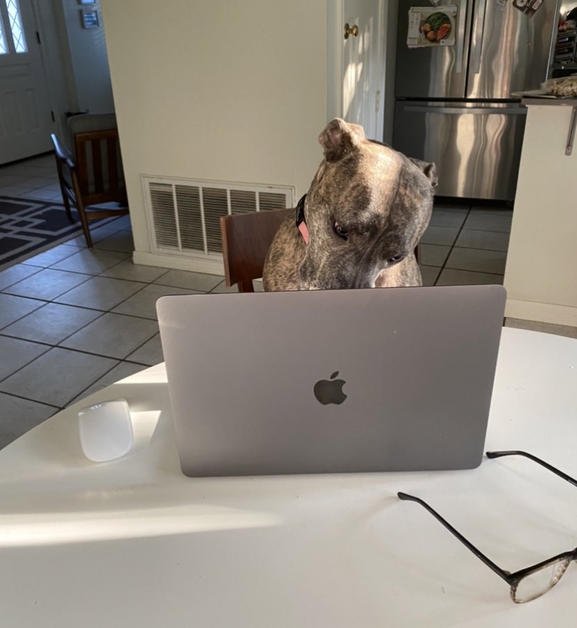 pullrequestcom's tweet image. Here is Sunshine! Coffee and coding for her this morning #ProgrammerPetsFriday #WorkingDog