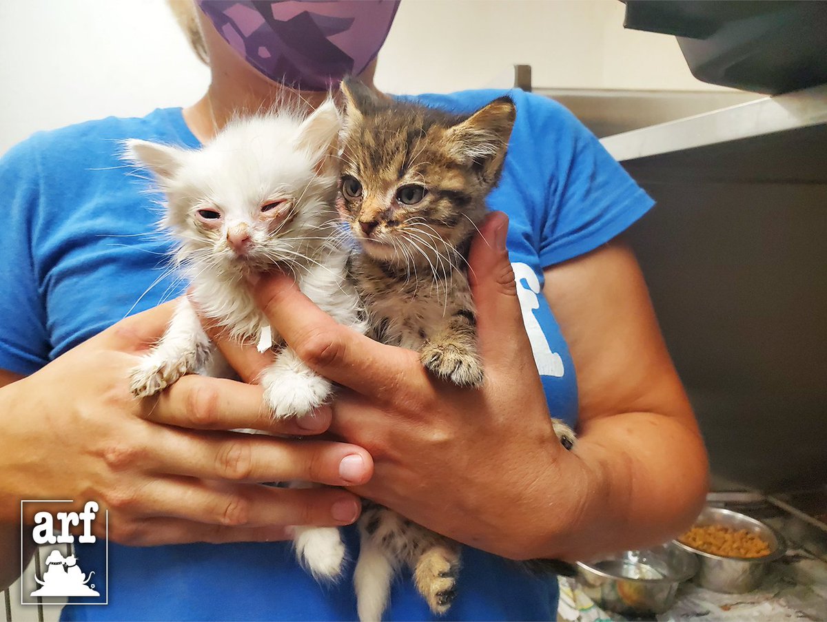 JoyboundTweets's tweet image. On Monday, ARF drove to Oroville and brought back 20 homeless dogs and cats, including Dinah and Toulouse, two young kittens kittens with upper respiratory infections. This frees up local resources to assist evacuated and lost animals affected by the #NorthComplexFire.