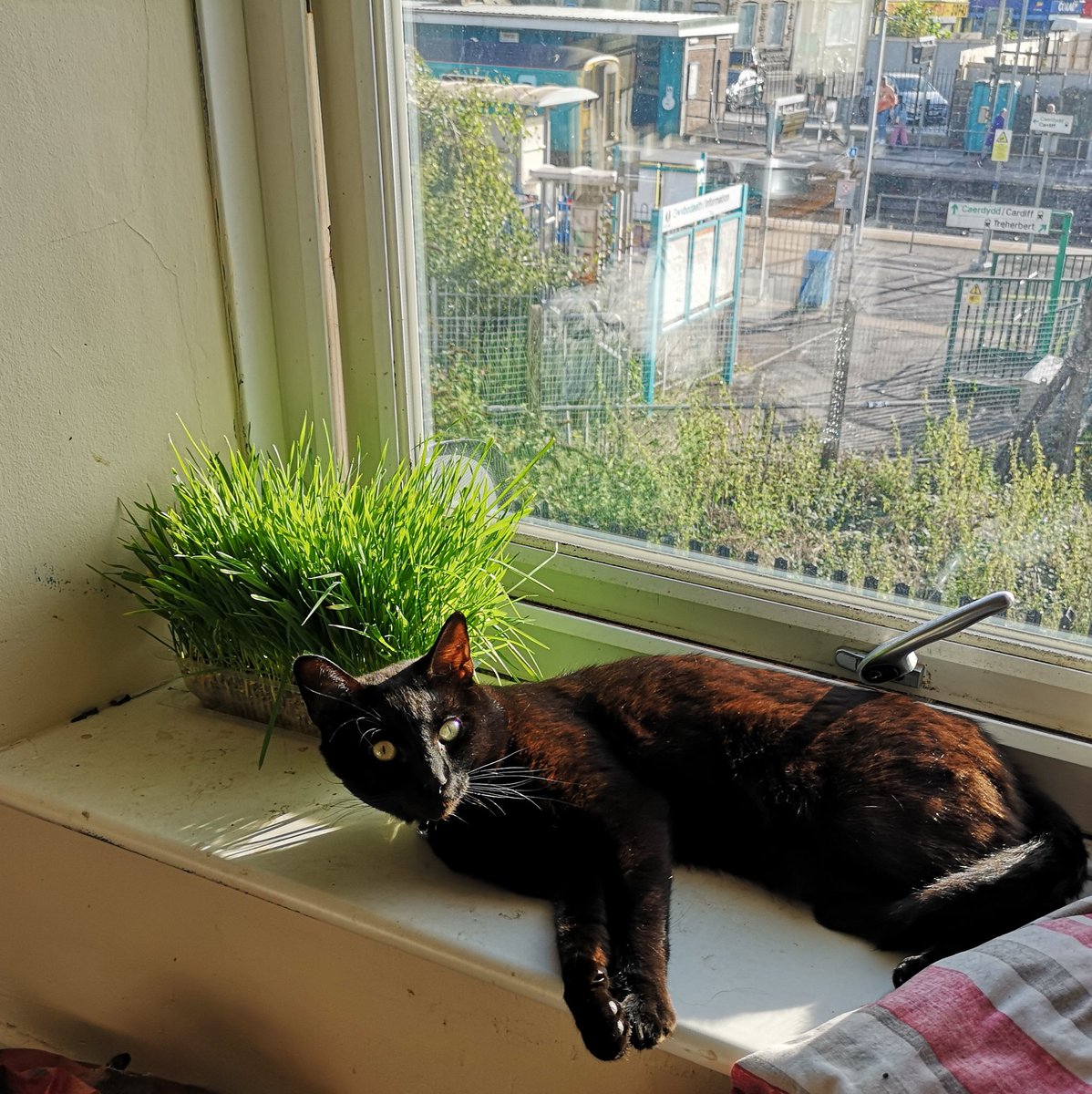 paws_sir's tweet photo. Best thing to do in an afternoon... Sun bathing.
#paws4overlord #fluffywrath #BlackCat #sunny #beingacat #FridayVibes https://t.co/7Z6A5hduDj https://t.co/cwPKEhQQyw
