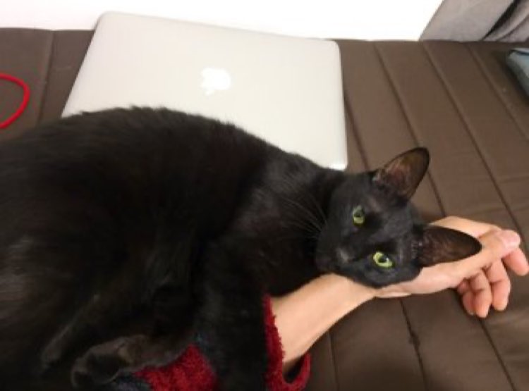 Sin_Uemura's tweet photo. @6244_rock @mniebles @chiitan7407 @gatitos_qctd #caturday #friyai #WeedLovers #weekend #vibe #StayGold https://t.co/aqonVBkD30