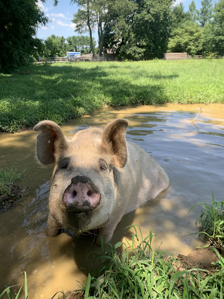 HockhocksonFarm's tweet photo. Veronique, our resident bathing beauty!!!

#Hockhocksonfarm #TheDailySqueal #GrowKindness #pig #bathtime #spaday #oink #happypig #FridayVibes https://t.co/EEB1yXN5Im
