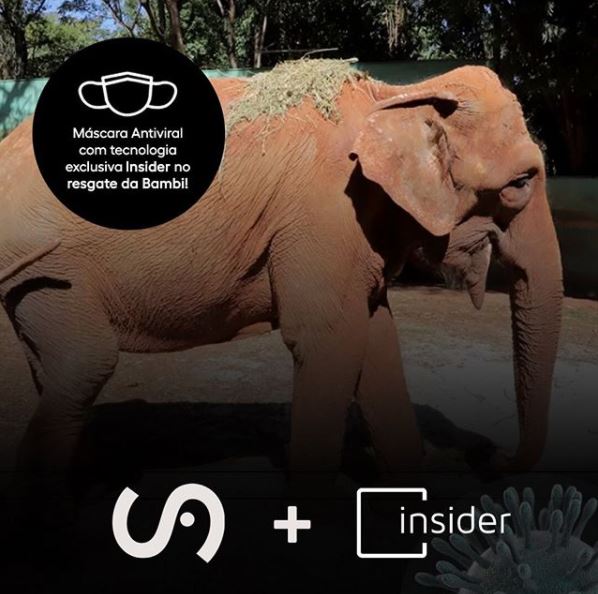 Nos unimos à 
@elefantesbrasil
 no resgate da Bambi, que foi retirada do circo e depois enviada ao zoológico, que recentemente sofreu redução de espaço. Assim, doamos máscaras para que o envio dela ao Santuário de Elefantes fosse realizado c/ segurança aos incríveis profissionais