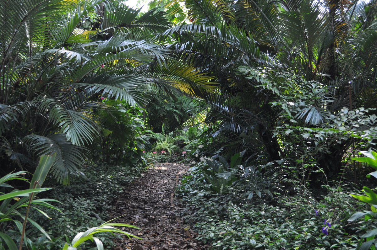Our shade garden is one of our biggest highlights. During this time of year, it provides a nice cool environment way from the intense sun. Some of the plants you can see located here monstera deliciosa, bamboos, and blooming orchids. #usfbotanicalgardens #gobulls #usfgarden #usf