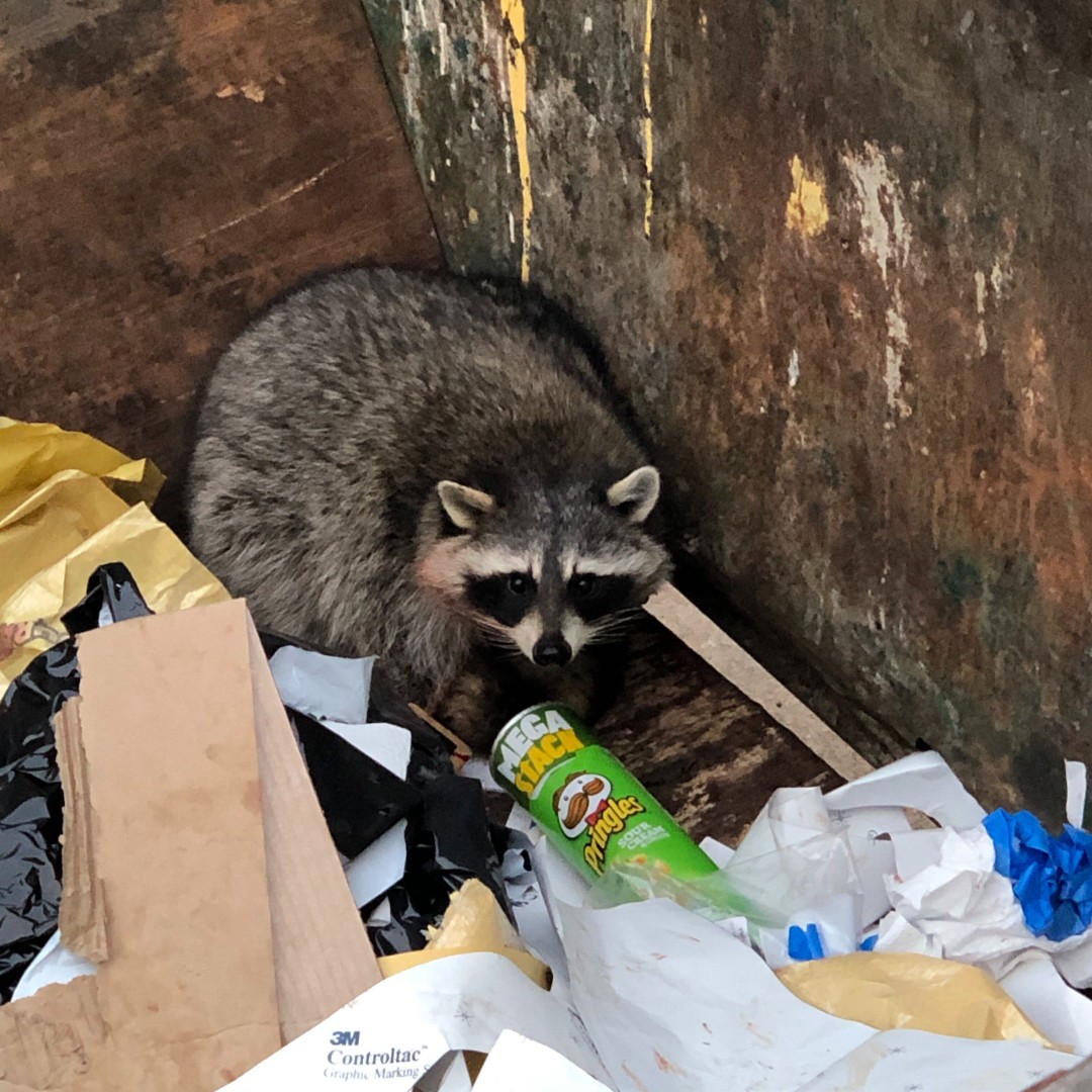 Meet our new pet raccoon!  His name is Bubbles and he likes Pringles.  Poor little guy went dumpster diving last night and got stuck.  Happy Friday! #Pringles #Raccoon #Bubbles #PetRaccoon 😀☀️
