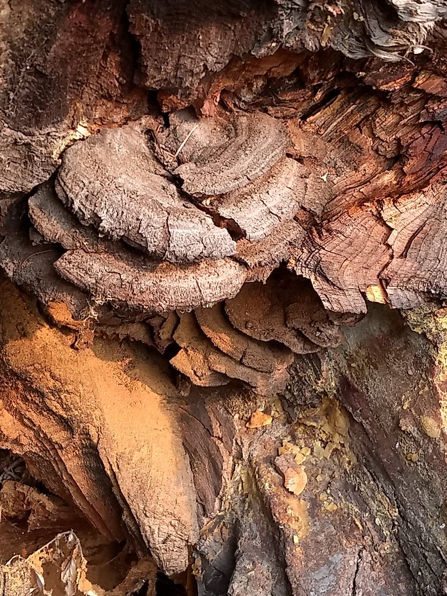Great day in the field yesterday finding some #WesternTreeDiseases. Love the diversity in appearance of these #PhaeolusSchweinitzii fruiting bodies!