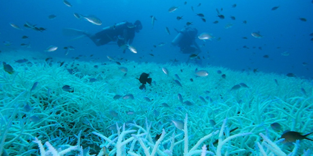 A study by HMC biologists provides evidence that ocean geochemistry drives patterns of morphological evolution in anthozoans. Prof. Catherine McFadden, @quattrinia and Estefanía Rodríguez published their work in the journal Nature Ecology and Evolution.
hmc.edu/about-hmc/2020…