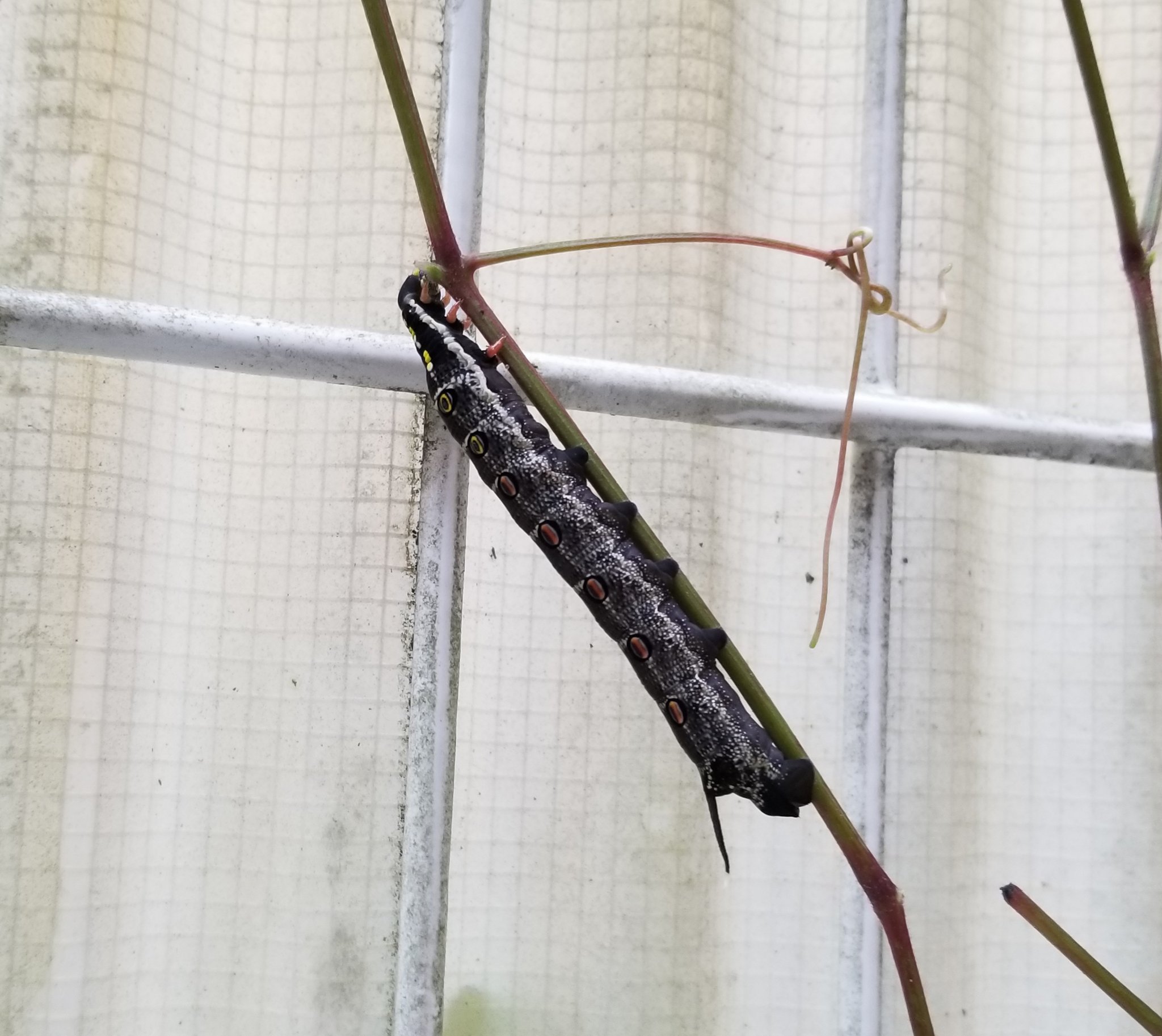 旭町3丁目不動産 虫が苦手な人は見ないでね 庭の雑草に写真の幼虫が6匹くらいいて 気持ち悪い 何これ と夫にラインしたらスズメガの幼虫じゃないか とのこと 多分 毒ないから大丈夫だよー いや そうじゃなくて駆除してほしいんだけど