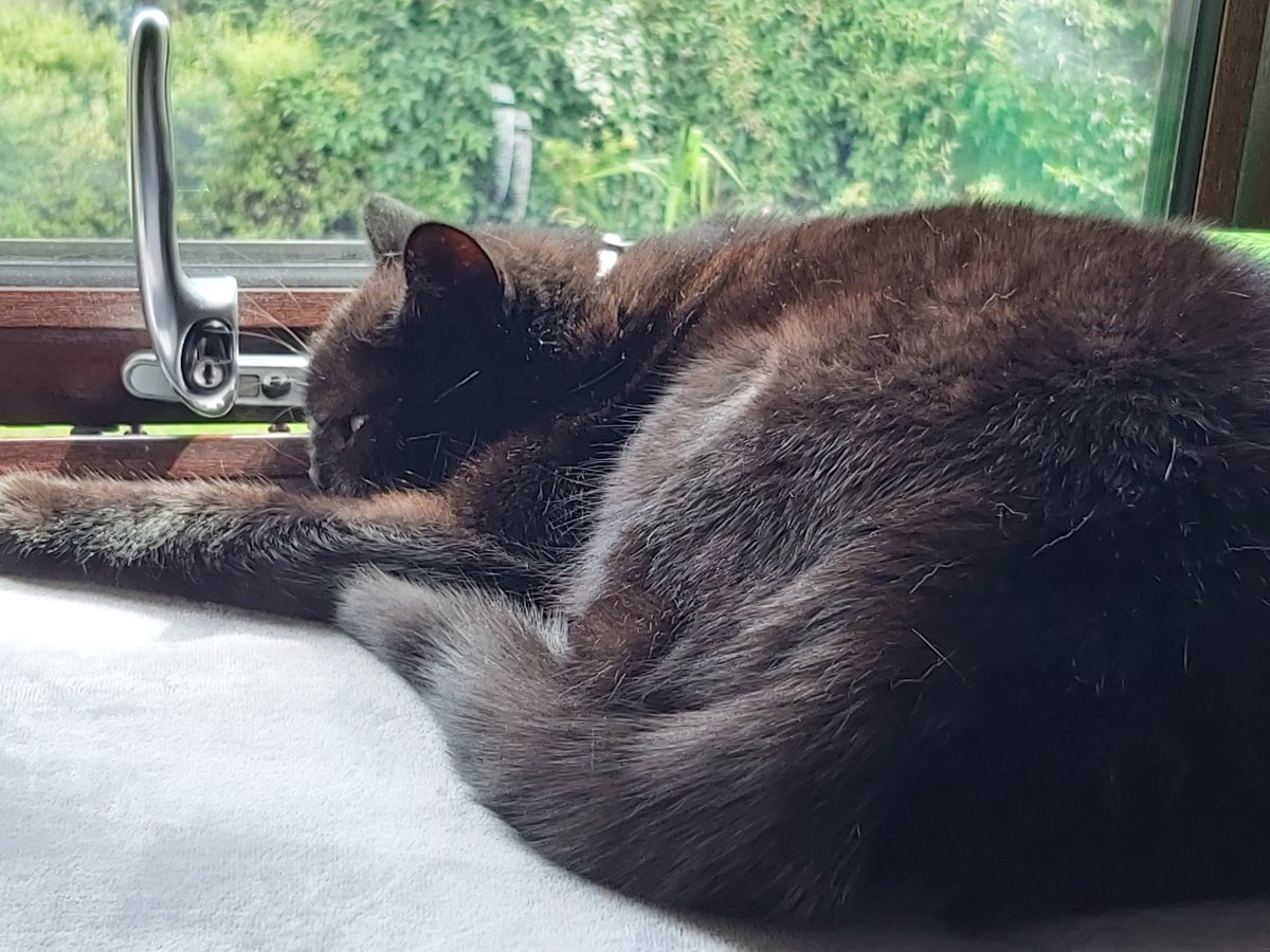 MithyThe's tweet photo. @Aloo_Oz Hello from Mithy xxx purrr https://t.co/cE3zxpShqz