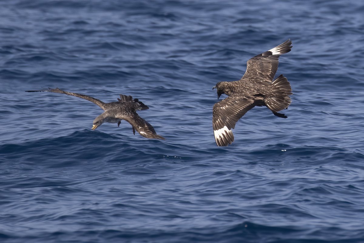 A full report on our latest pelagic soon in Birding The Strait blog! birdingthestrait.com

#pelagicbirding