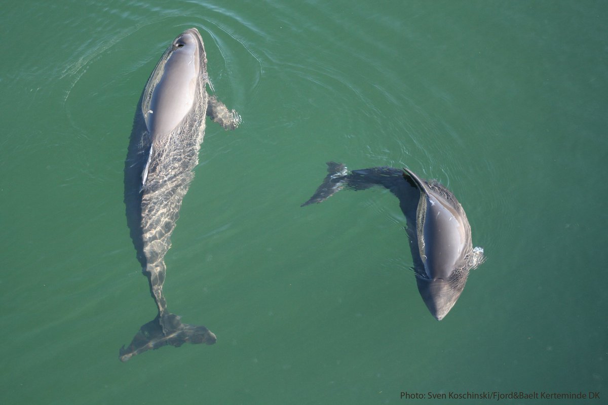 ida_porpoise's tweet photo. Watching with a fair amount of incredulity the #baltfish process to develop joint recommendations to #SavetheBalticPorpoise. Seriously people, can we see some ambition here? https://t.co/GqjdBdorAh