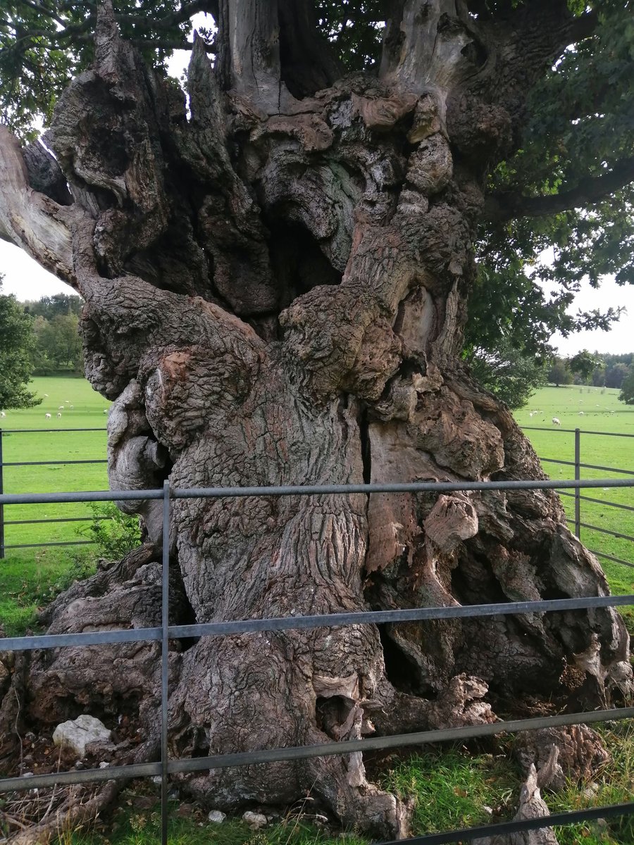 Look at this beautie