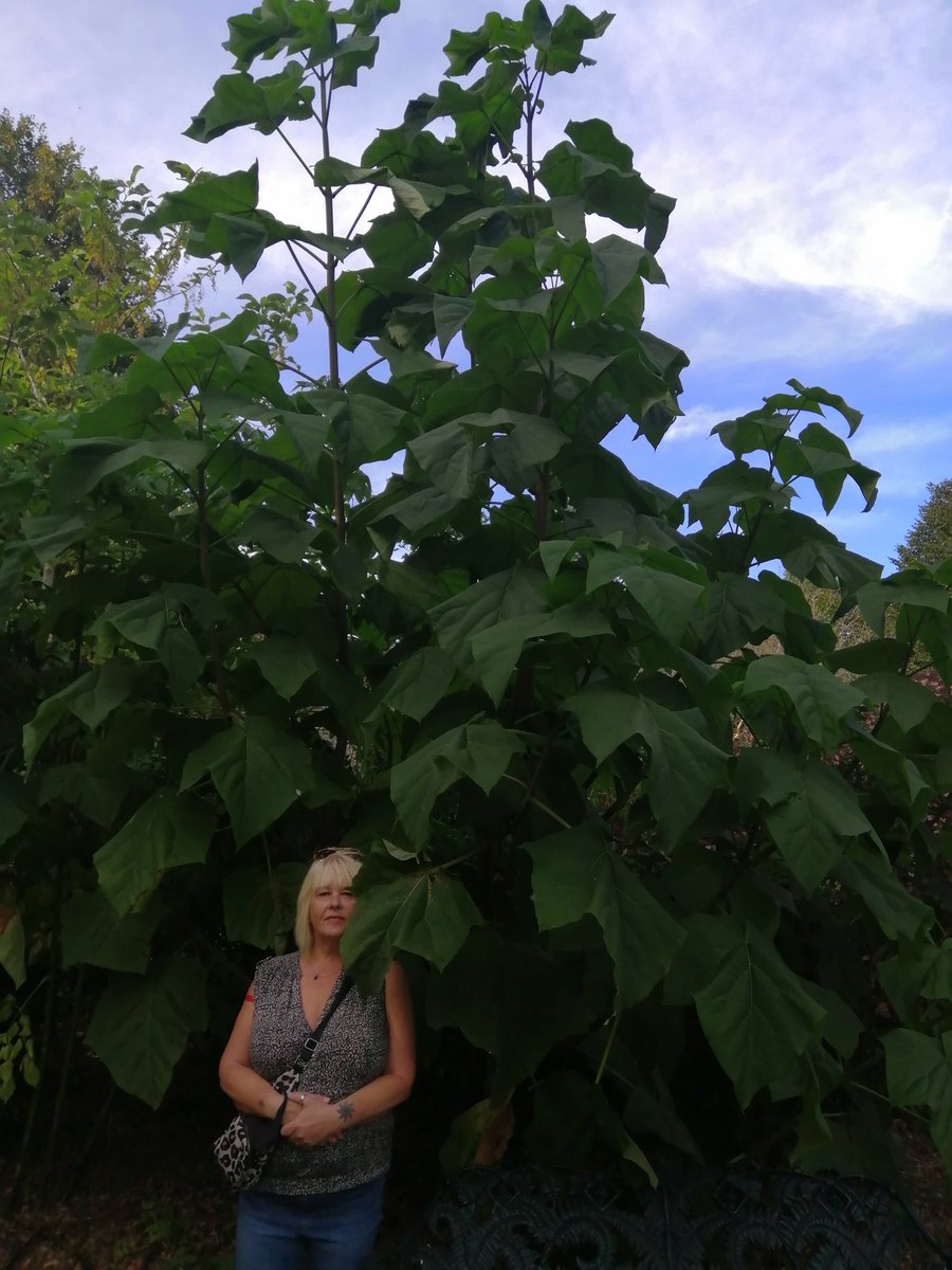 Giant plant