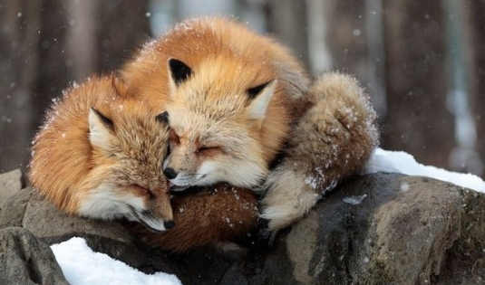 Poland banned the fur farming, but I still can't get how Finland &amp; Denmark won't do the same. They're innovative and modern countries with open societies. We have the XXI century - banning fur industry should be European standard. Hello friends, come with us. 🇩🇰🇫🇮 #AnimalRights🐾