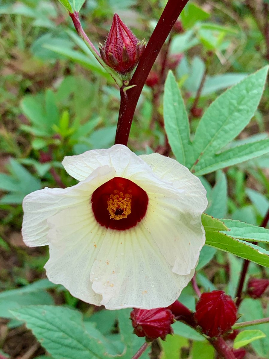 Cloudsailor 星羅の一日一花 ローゼル ロゼリ草 レモネードブッシュなどとも呼ばれる クリーム色の花 花弁の基部は暗赤色 萼と苞は肥厚して赤く熟す 花や果実をハーブティーに利用する アオイ科フヨウ属 西アフリカ原産 インドからマレーシア原産