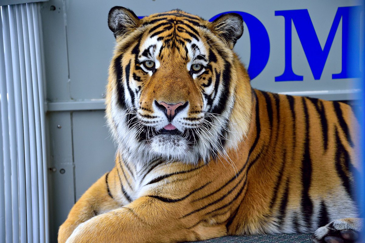 Wilsonc550's tweet photo. Forever remembered TOM III 💙 https://t.co/q1gP1ADPp1