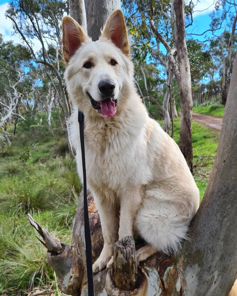 OttoTheWhiteGSD's tweet photo. I love the hiking with my family! 

#germanshepherdpuppy #whitegsdsofinstagram #whitegermansherpherd #gsd #ottothewhitegsd #alsatian #whitealsatian #saturdayvibes #cutedogs #dogstimulation #doglove #doghiking #dogadventures #dogstagram #dogtraining https://t.co/DLIbigxMR8